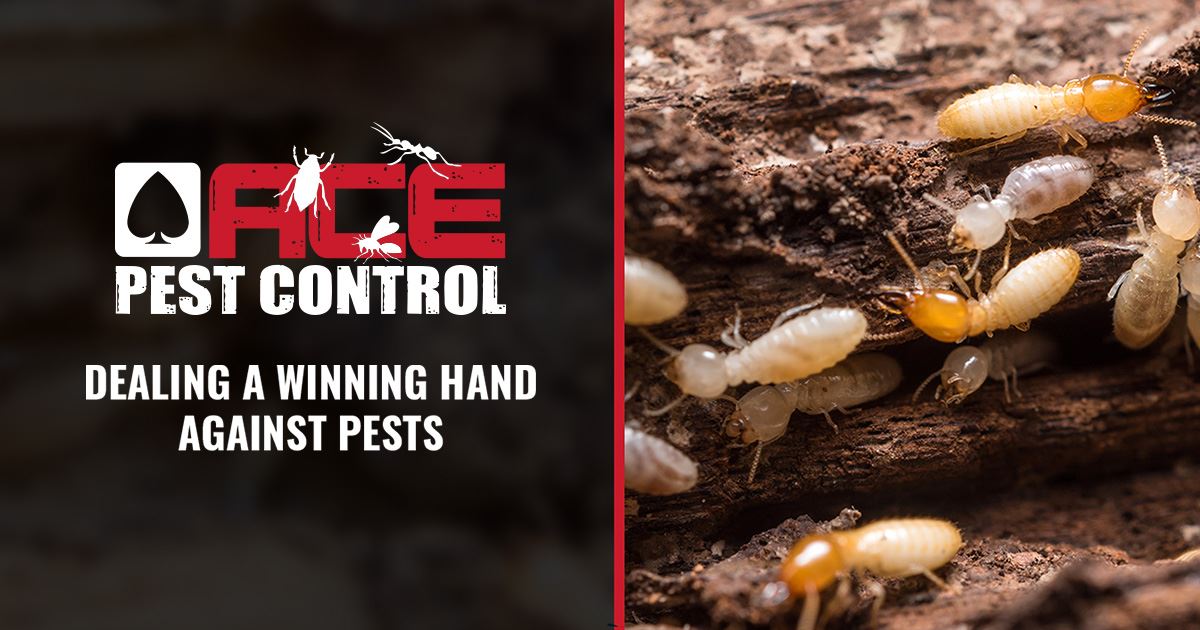 Amarillo Pest Control | Ace Pest Control