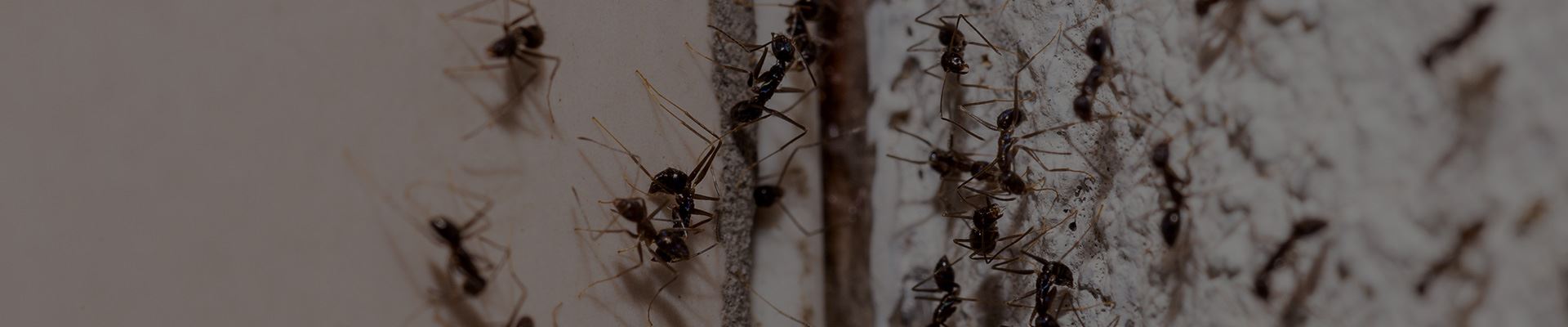 Ant Control | Panhandle, Amarillo, Dumas, Canyon & Bushland, TX | Ace