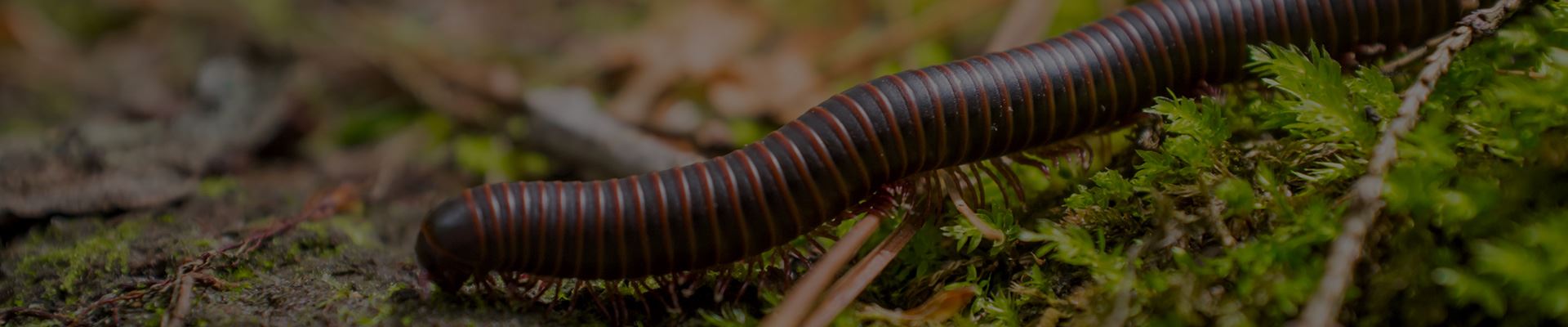 Millipede Removal | Panhandle, Amarillo, Dumas, Canyon & Bushland, TX