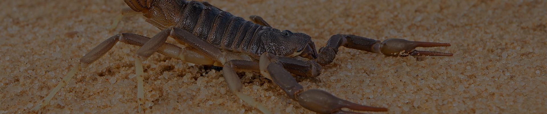 Texas Scorpions and How Professional Pest Control Can Help