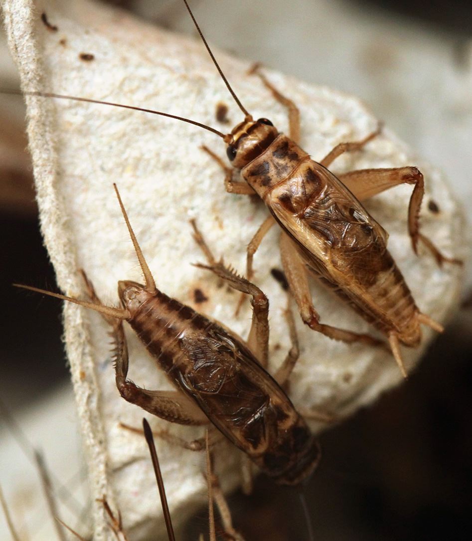 Bed Bug Extermination | Panhandle, Amarillo, Dumas, Canyon & Bushland